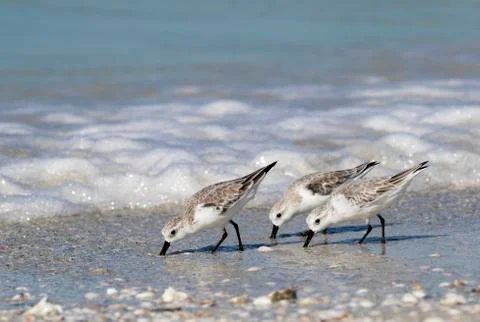Sanderlings foraging on a beach. Stock Photos