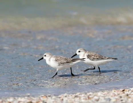 Sanderlings foraging on a beach. Stock Photos
