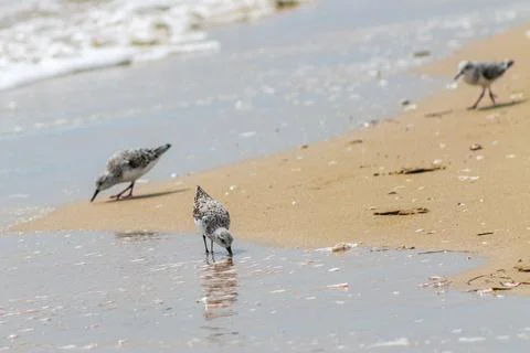 Sanderlings foraging in the surf, a study of coastal persistence Fotos de archivo