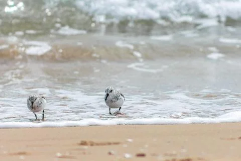 Sanderlings foraging in the surf, a study of coastal persistence Fotos de archivo