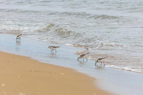 Sanderlings foraging in the surf, a study of coastal persistence Fotos de archivo