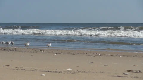 Sanderlings in ocean surf Stockbeeldmateriaal 22573269