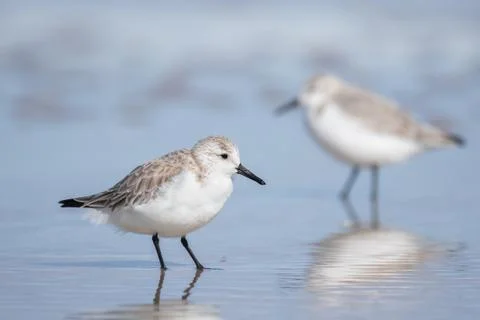 Sanderlings Stock Photos