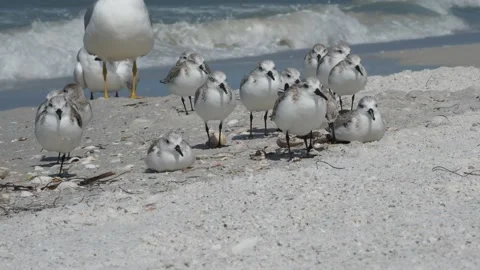 Sanderlings resting on a beach. Stock Footage 149150373