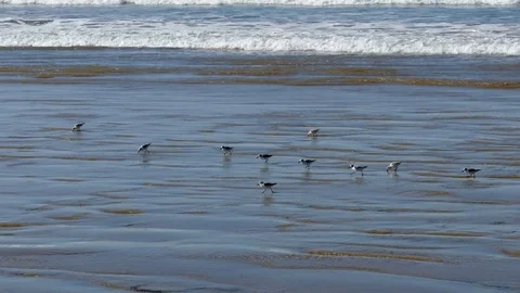 Sanderlings Run on Sandy Beach Video stock 78081499