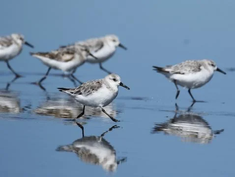 Sanderlings Running on the Beach Stock Photos