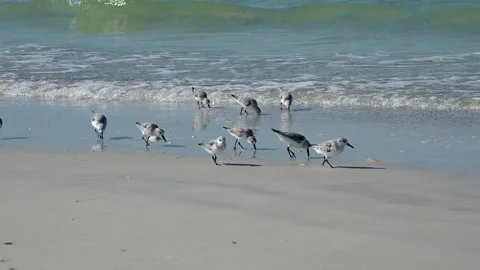 Sanderlings running. Stock Footage 143807388