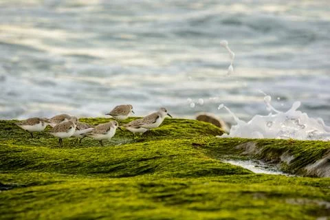 Sanderlings shore Stock Photos