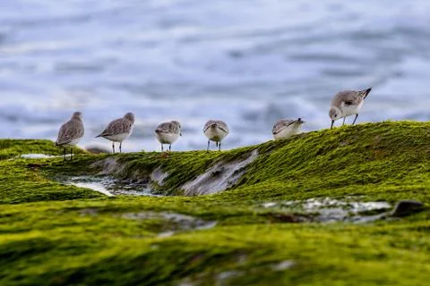 Sanderlings at shore Stock Photos
