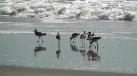 Sanderlings In The Surf Stock Footage 32787228