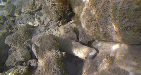 Sandfish hiding in the sand Stock Footage 42848172