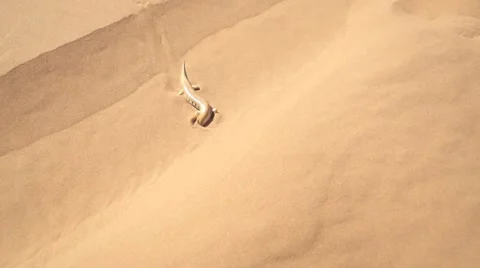 Sandfish in Moroccan sand dunes Stock Footage 56684979