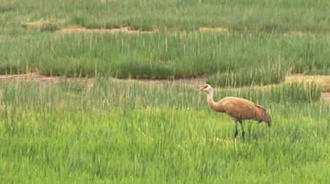 Sandhill Crane 1 Stock Footage 7737138