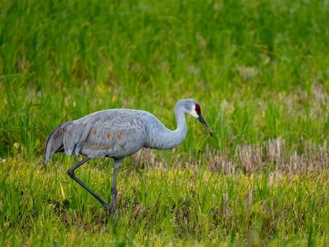 Sandhill Crane 2 Stock Photos