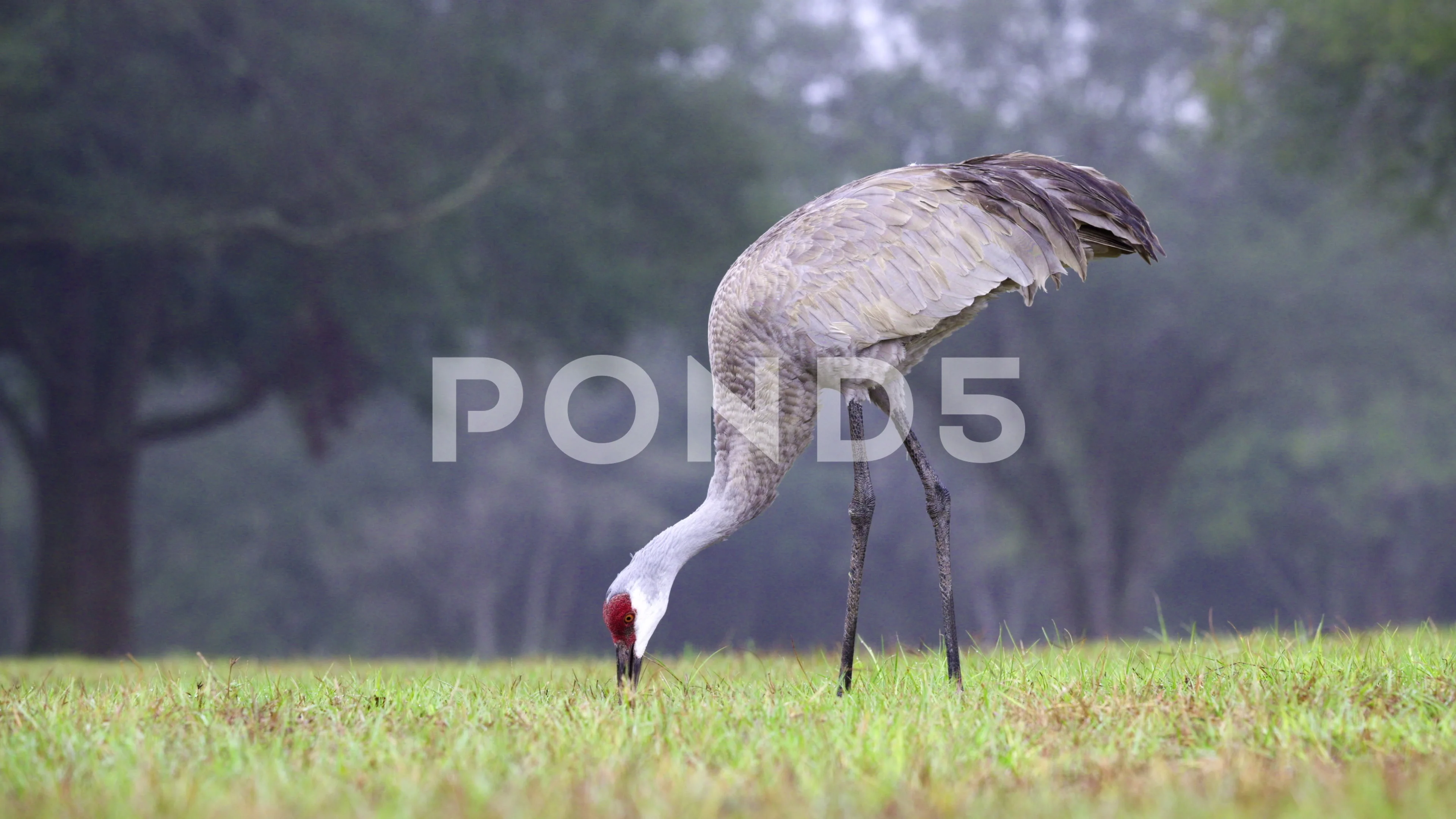 Sandhill Crane (Antigone canadensis)