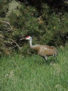 A Sandhill Crane bir (Grus canadensis) stalks through the grass near a pine tree Stock Photos