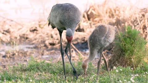 Sandhill crane bird digging in dirt to feed chick near Orlando Florida Video stock 128090695