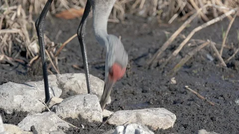 Sandhill crane bird digging in marsh wetlands for worms near Orlando Florida Video stock 128090275