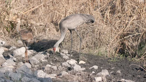 Sandhill crane bird digging in marsh wetlands for worms near Orlando Florida Stock Footage 128090481