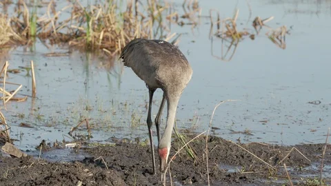 Sandhill crane bird digging in marsh wetlands for worms near Orlando Florida Stock Footage 128090546