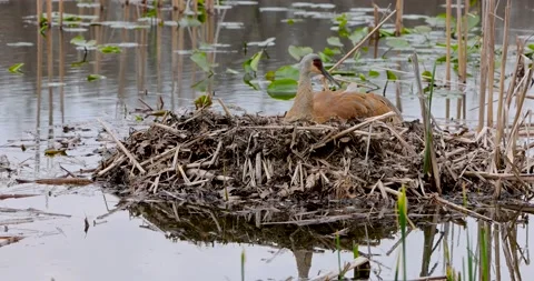 Sandhill crane bird in the nest 動画素材 194385306