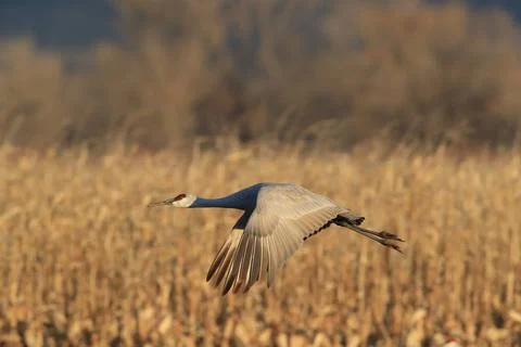  Sandhill Crane Bosque del Apache Wildlife Reserve New Mexico USA Sandhill... Foto stock