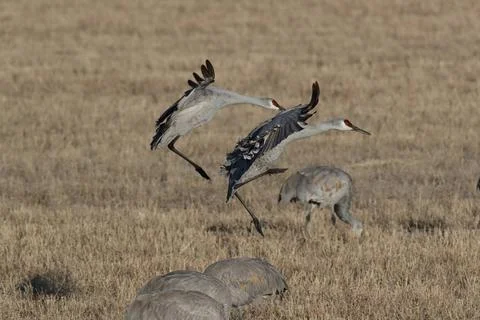  Sandhill Crane Bosque del Apache Wildlife Reserve New Mexico USA Sandhill... Foto stock