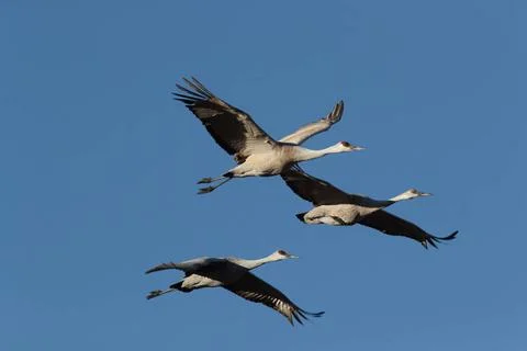 Sandhill Crane Bosque del Apache Wildlife Reserve New Mexico USA Sandhill... Foto stock