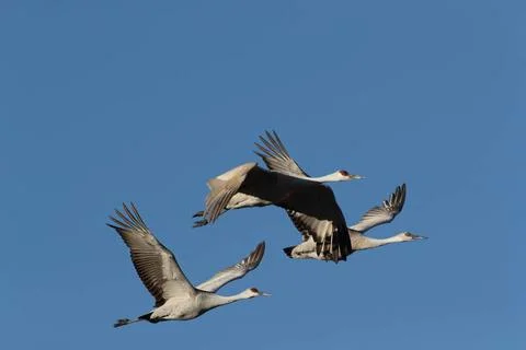  Sandhill Crane Bosque del Apache Wildlife Reserve New Mexico USA Sandhill... Foto stock