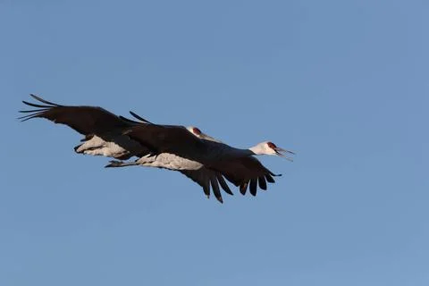  Sandhill Crane Bosque del Apache Wildlife Reserve New Mexico USA Sandhill... Foto stock