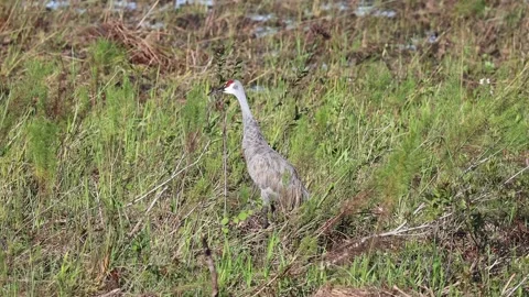Sandhill Crane Calling out Video stock 180560457