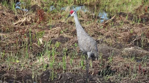 Sandhill Crane Calling out 스톡 동영상 181145002