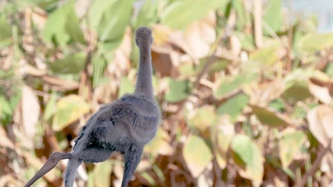 Sandhill crane chick bird at a marsh near Orlando Florida Stock Footage 128090639
