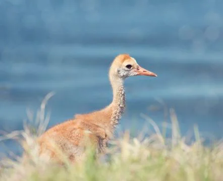 Sandhill Crane Chick Stock Photos