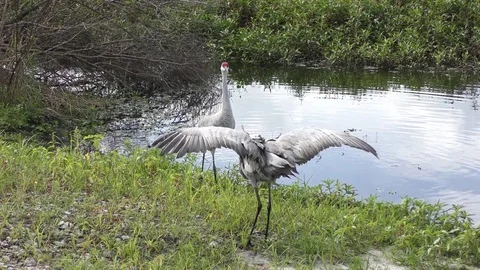 Sandhill Crane dance Stock Footage 83146467