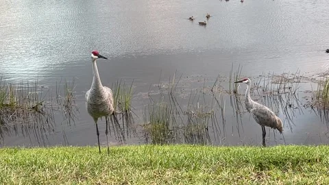 Sandhill Crane Dances For Mate  Video stock 254281084