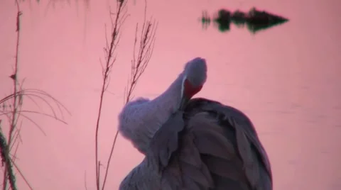 Sandhill Crane At Dusk Stock Footage 1014252