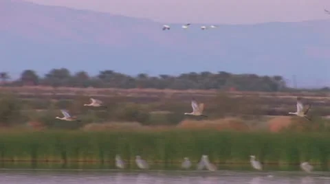 Sandhill Crane In Flight 2 Stock Footage 10599146