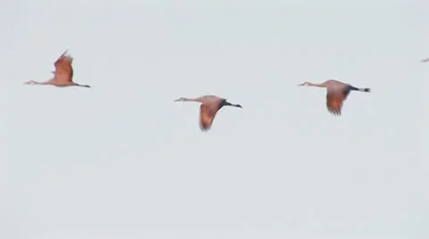 Sandhill Crane In Flight1.m2t Stock Footage 10598109