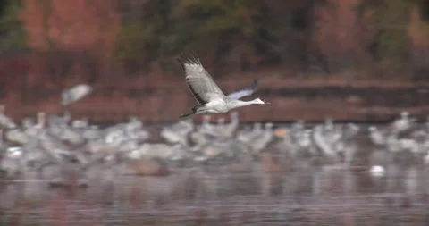 Sandhill Crane Flying at Bosque Del Apache NM Stock-Footage 314378903