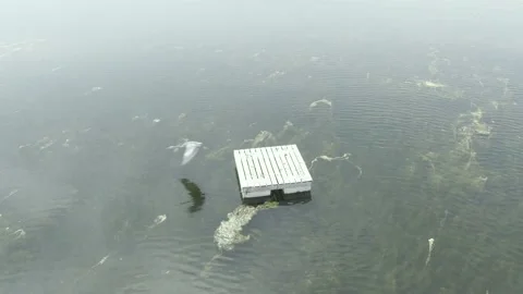 Sandhill Crane Flying off of a Dock 库存影片 201445999