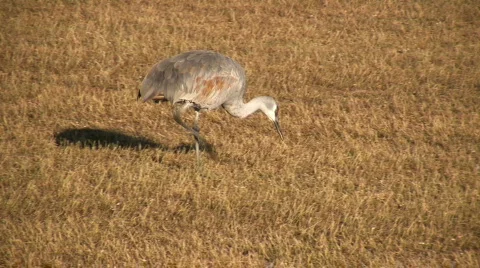 Sandhill Crane Stock Footage 75473