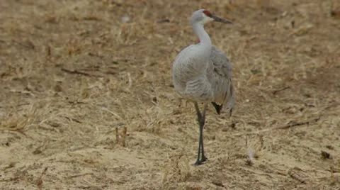 Sandhill Crane Stock Footage 10749337