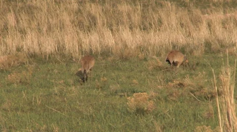 Sandhill crane Stock Footage 32206472
