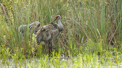 Sandhill Crane Stock Footage 36788389
