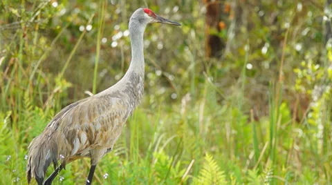 Sandhill Crane Stock Footage 36789340