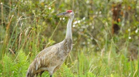 Sandhill Crane Vídeos de archivo 36789343