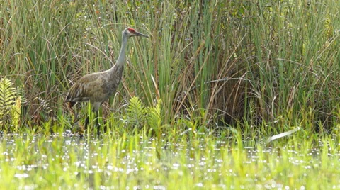 Sandhill Crane Stock Footage 36789410