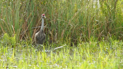 Sandhill Crane Stock Footage 36789441