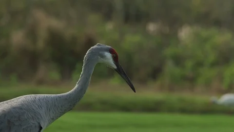 Sandhill Crane  Stock Footage 108179000